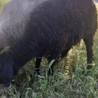 بره چاق