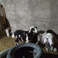 افشاری. پلنگی. مهربانی. بختیاری.|حیوانات مزرعه|کنگاور, |دیوار