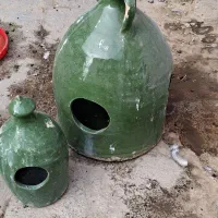 کفتر فوری|پرنده|قرچک, زیبا شهر|دیوار