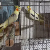 سلام. عروس هلندی