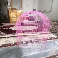 قفس صحیح سالم