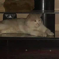 گربه خونگی