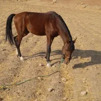 اسب سرحال