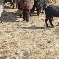 فروش بز، میش،کهره ،بره|حیوانات مزرعه|یاسوج, |دیوار