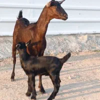 بز صلاله اصل|حیوانات مزرعه|بندرعباس, |دیوار