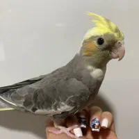 عروس هلندی دستی|پرنده|کرج, باغستان|دیوار