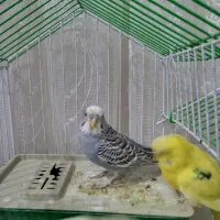 مرغ عشق|پرنده|سنندج, |دیوار