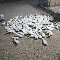 کبوتر کاکولی|پرنده|بشاریات, |دیوار