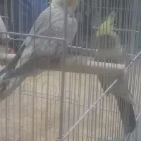 فروش ۴عددمرغ گلین وخروس