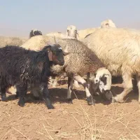 بز وکهره|حیوانات مزرعه|سمیرم, |دیوار