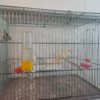 قناری ماده جفتی سهره کار داده|پرنده|اردبیل, |دیوار