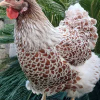 جوجه ویاندوت آمریکایی