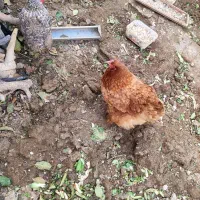 مرغ برهما|حیوانات مزرعه|تهران, جوادیه|دیوار