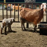 بزغاله نر با مادر|حیوانات مزرعه|خوش‌رودپی, |دیوار