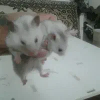 همسترنروماده بچه زا نژادسوری