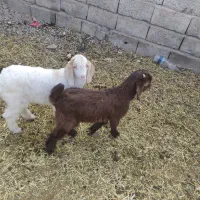 بزقاله پنچ تا.