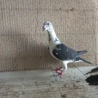 گوره سینه سفید|پرنده|وحدتیه, |دیوار