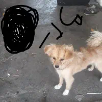 سگ پاکوتاه گمشده توله شیر خوار داره|سگ|زنجان, |دیوار