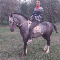 اسب سیاه نیله سال۵