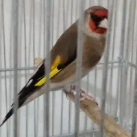 سهره نر مولد قفس