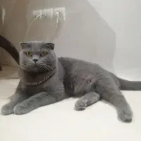 اسکاتیش خالص