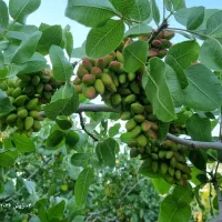 پیوند|خدمات باغبانی و درختکاری|بوئین زهرا, |دیوار