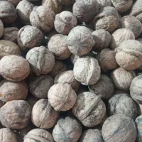 خریدار انواع گردو هستم