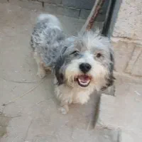 سگ شیتزو نروماده|سگ|آبپخش, |دیوار