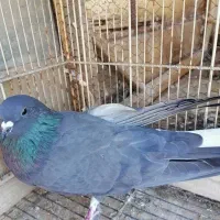 گمشده کبوتر