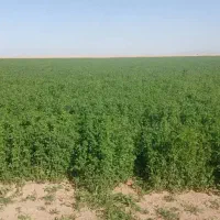 یونجه خشک خشک درجه یک|خدمات باغبانی و درختکاری|بوئین زهرا, |دیوار