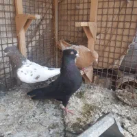 کبوترماده سیاه کاکلی جوان