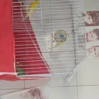قناری نر وماده نرش رسمیه|پرنده|جوانرود, |دیوار