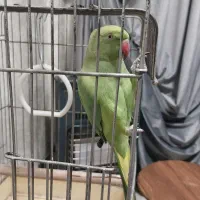 طوطی ملنگو|پرنده|دزفول, |دیوار