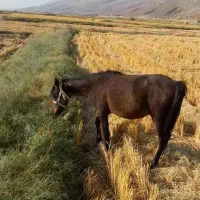اسب وکره فروشی|اسب و تجهیزات اسب‌سواری|شیراز, حومه شیراز|دیوار
