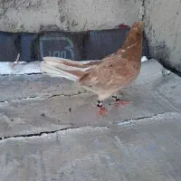 کوهی دم سفید