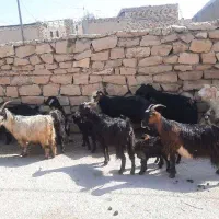 بز زاییده|حیوانات مزرعه|بهبهان, |دیوار