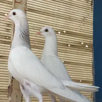 کبوتر پتی واله|پرنده|اصفهان, پروین|دیوار