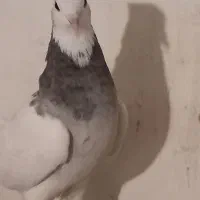 کفتر رنگی|پرنده|دزفول, |دیوار