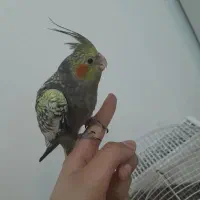 عروس هلندی۱ونیم ماهه نر سالم و شیطون