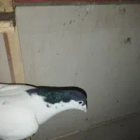 کفتر|پرنده|گلبهار, شهر جدید گلبهار|دیوار