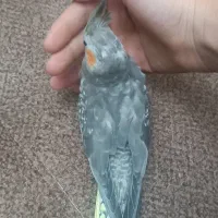 طوطی عروس|پرنده|محمدیه-قزوین, |دیوار