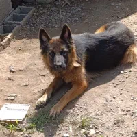 سگ ژرمن اصیل