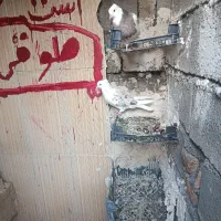 دو عدد کبوتر نر یه دوکت یه سفید دره شهر