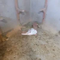 کفتر سینه زرد نر