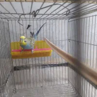معاوضه مرغ عشق نر با یک کلبه چوبی پرنده معاوضه فنچ