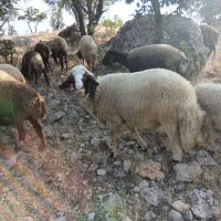 قوچ جفت شیره سنجابی