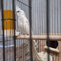 عروس هلندی آلبینو مولد|پرنده|سیراف, |دیوار