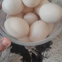 تخم مرغ محلی