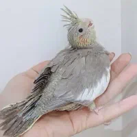 جوجه عروس سرلاکی