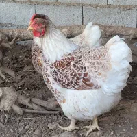 فروش تخم  ویاندوت اورنج